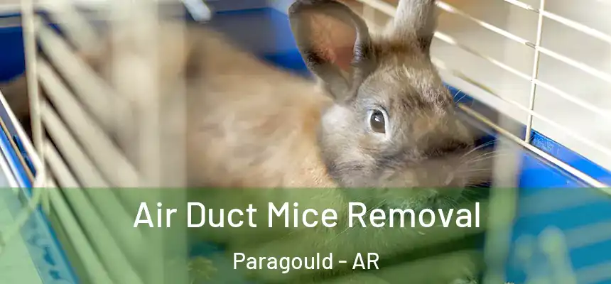 Air Duct Mice Removal Paragould - AR